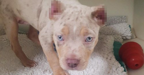 Rise In Cruel ‘ear-cropping’: Puppy Found With Cropped Ears After ...