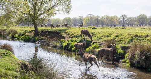 People are sharing their favourite ‘mega walks’ — these are the best routes in London