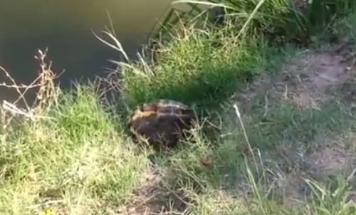 Tortoise ‘epic jump’ YouTube video turns out to be major fail