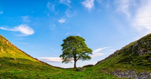 Readers mourn the Sycamore Gap tree and ask who’s fighting for the planet