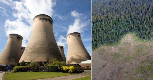 British ‘eco’ power station company hacks down Canadian forests, investigation claims
