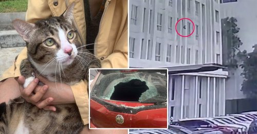 Overweight cat survives falling from 6th floor and crashing onto car windscreen