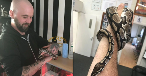 Shocked parents find neighbour's missing python in baby's ...