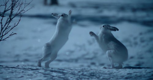 Rabbits fight it out like Hugh Grant and Colin Firth in Bridget Jones in new Apple series