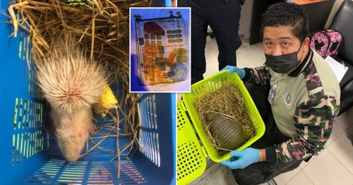 Women caught ‘smuggling lizards, turtles, snakes, porcupines, and armadillos onto plane’