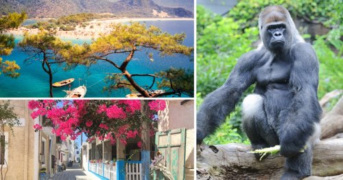 Make a bargain break for autumn sun: From wildlife in Tenerife to Turkey’s Turquoise Coast