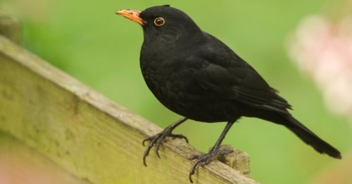 Virus carried to UK by mosquitoes ‘has killed up to 40% of local blackbirds’