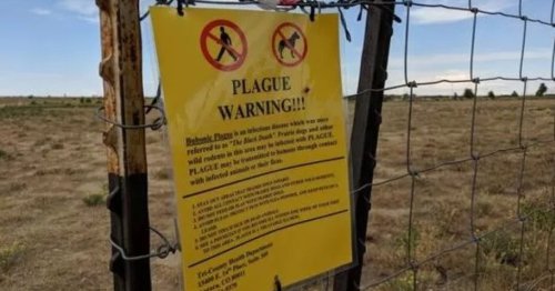 Girl, 10, first to die of plague in Colorado since 2015 as cases confirmed in six counties