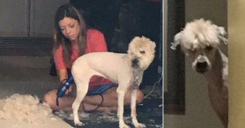 This girl’s dog had to be shaved and now he looks like a llama