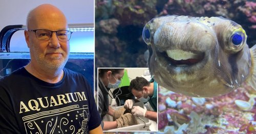 Pufferfish’s teeth are so big it needs to see a dentist