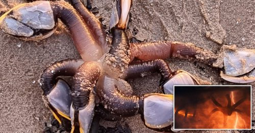 Alien-looking ‘Stranger Things monster’ found on rural beach in North Wales