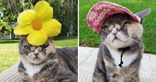 Cat who was at risk of being put down for not being ‘pretty’ is now an Instagram star