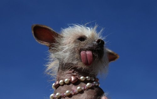 Top 10: Pictures from the world’s ugliest dog contest