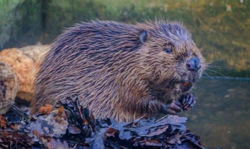 Killer beaver disease could become ‘more deadly to humans’
