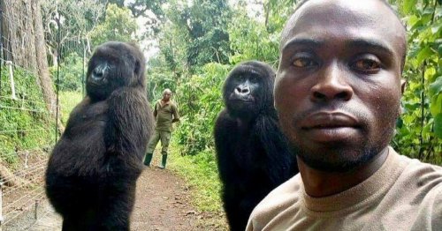 Gorilla selfie park ranger explains how he got incredible picture