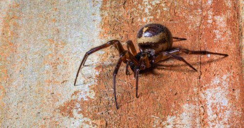 Mum ‘bitten by UK’s most venomous spider’ left with swollen and pus-filled wound