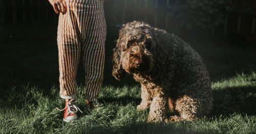 How to spot and treat hay fever in dogs