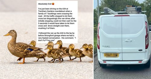 Impatient van driver ‘crushed three ducklings to death’ as they crossed road
