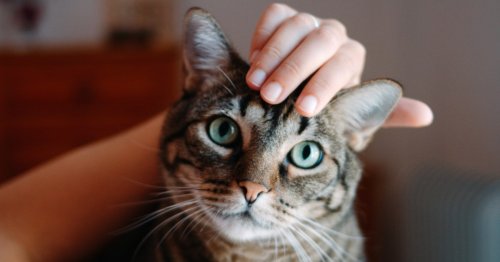 A pet cat could double your chances of schizophrenia