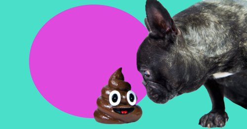 Dogs eat poo for a reason, say scientists