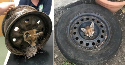 Warning after four fox cubs in a month get stuck in old car wheels