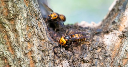 Asian hornets are spreading across Britain – here’s what to do if you spot one