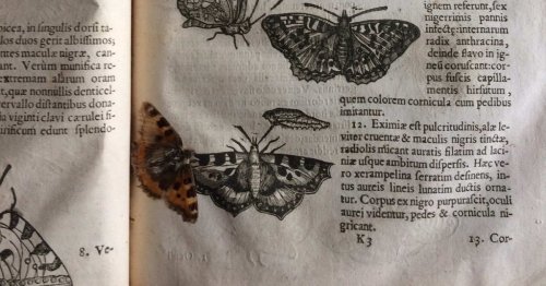 Perfectly preserved 400-year-old butterfly found inside library book