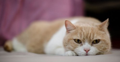 Cats spread Covid-19 and must self-isolate, warn scientists