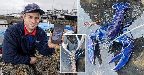 Fisherman beats 2,000,000/1 odds to catch a rare blue lobster