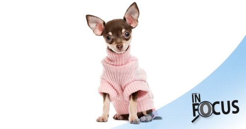 Why are there more clothing lines for dogs than people with disabilities?