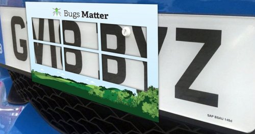 Survey of squashed bugs on number plates shows ‘terrifying’ insect decline