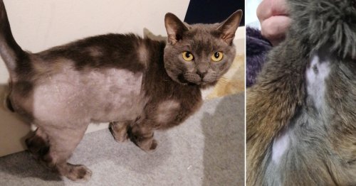 ‘Cat shaver’ on the loose as pets come home with chunks of fur missing
