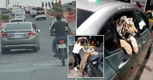 Bizarre moment tiger pops its head out of the back of a car in Mexico