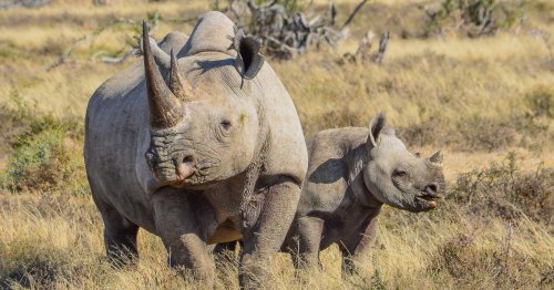 Brexit has ruined sex life of endangered rhinos and big cats, warn zoos