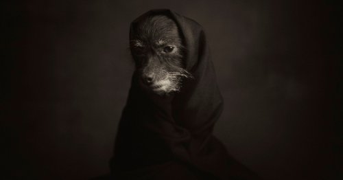 Weirdly emotional portraits of animals show their human side