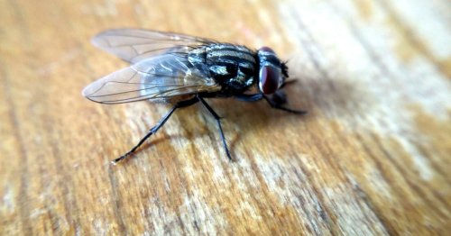How To Get Rid Of Flies In The House Flipboard
