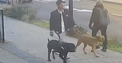 Cctv Shows Dogs ‘that Mauled Girl, 11, So Badly She Suffered Broken 