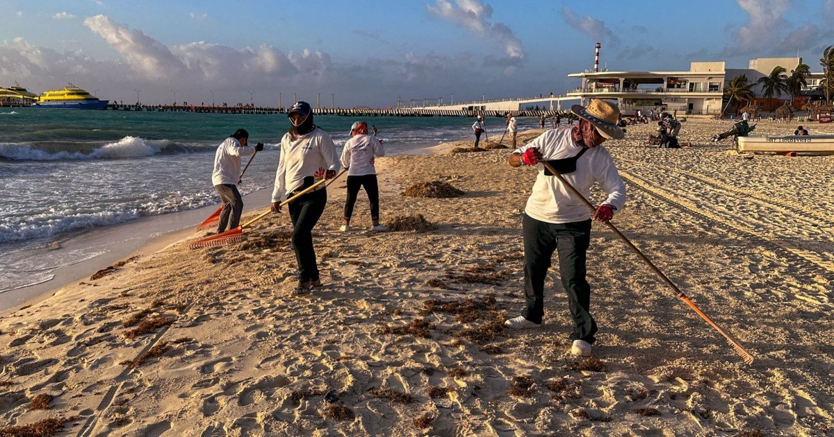 Sargassum is the smelly nemesis of beach holidays that is not going away
