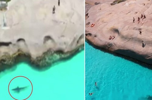 Swimmers trapped as huge shark circles popular Australian tourist spot