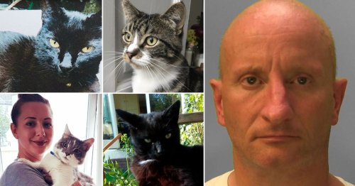 Brighton cat killer who stabbed pets and left them dying on doorsteps is jailed