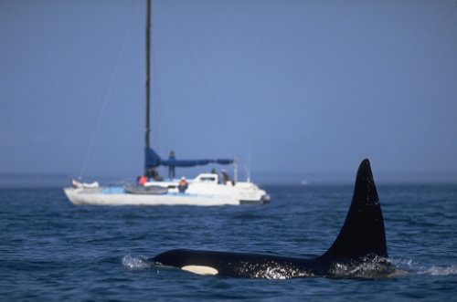 Boat-sinking orcas are on the move – and scientists don’t know why
