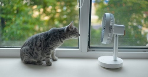 How to keep cats cool in a summer heatwave