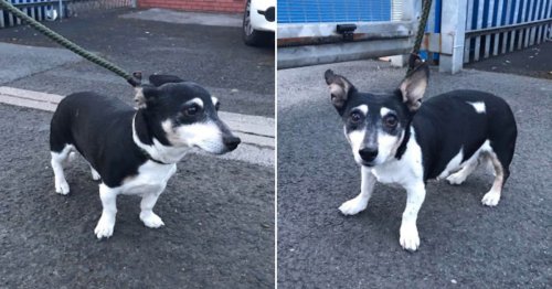 ‘Heroic’ jogger rescues elderly dog from drowning in a canal