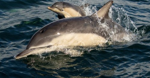 Dolphin carries dead calf on her back in rare sighting of ‘grieving’ behaviour