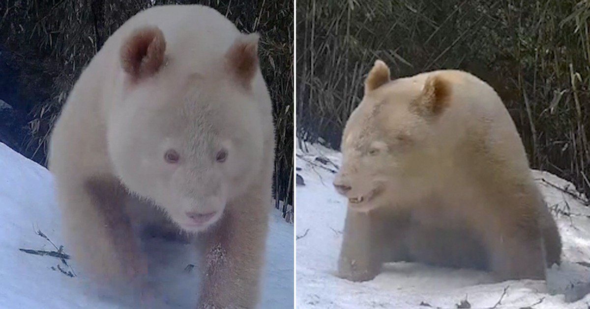 World’s only known albino panda caught on film for second time ever