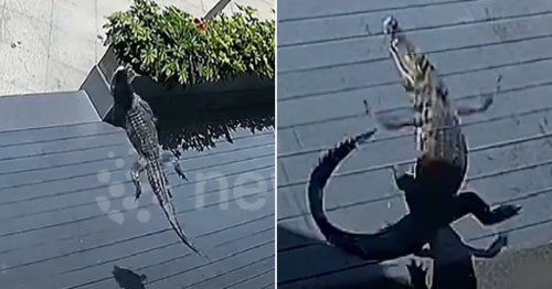 Pet alligator escapes apartment and falls from balcony more than 20-storeys up