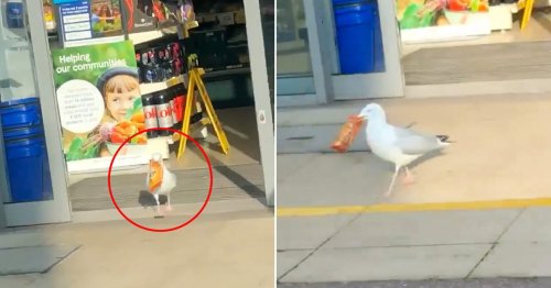 Steven the seagull wanted by Tesco after stealing £300 of crisps