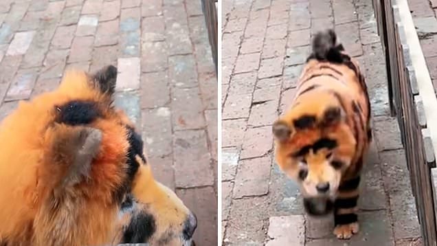 Chinese zoo’s ‘barking’ tigers are just Chow Chows painted orange and black