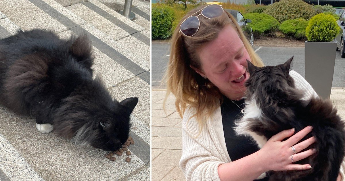 Missing cat is reunited with owner after wandering into animal rescue conference