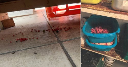 Rats fester among blood smears in filthy shop that led to owner’s lifetime ban